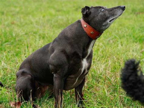 bully whippet syndrome|bully whippet syndrome genetics.